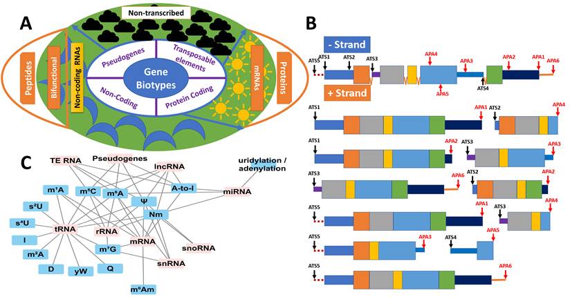 Int J Biol Sci Image