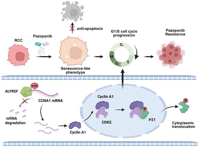 Int J Biol Sci Image