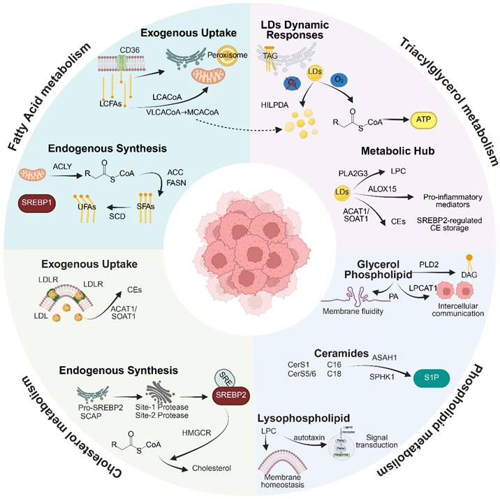 Int J Biol Sci Image