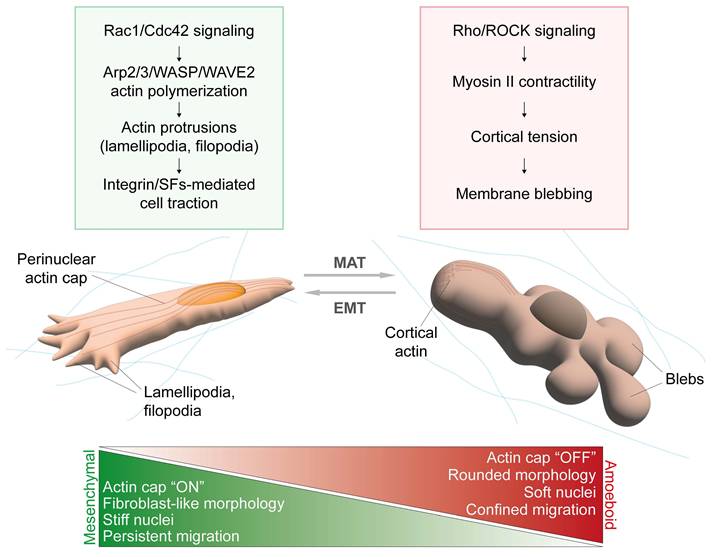 Int J Biol Sci Image