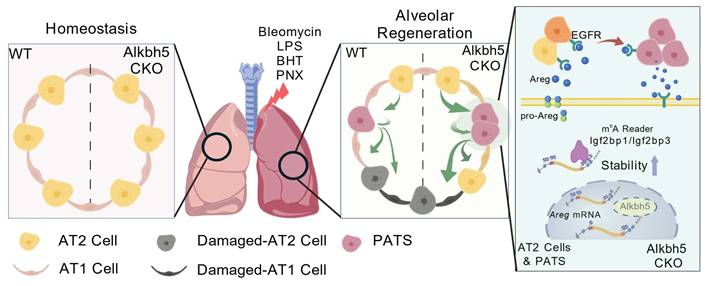 Int J Biol Sci Image