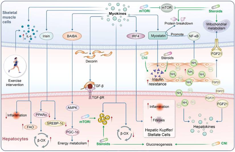 Int J Biol Sci Image