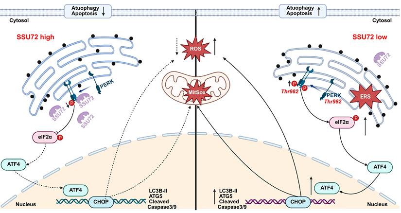 Int J Biol Sci Image