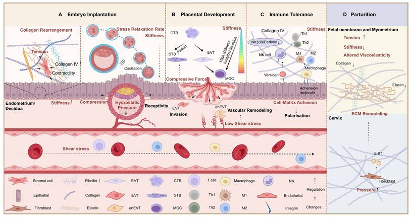 Int J Biol Sci Image