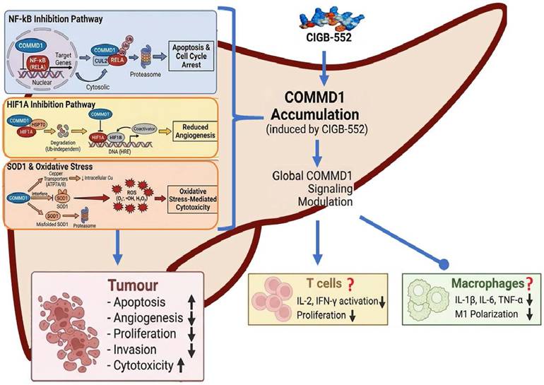 Int J Biol Sci Image