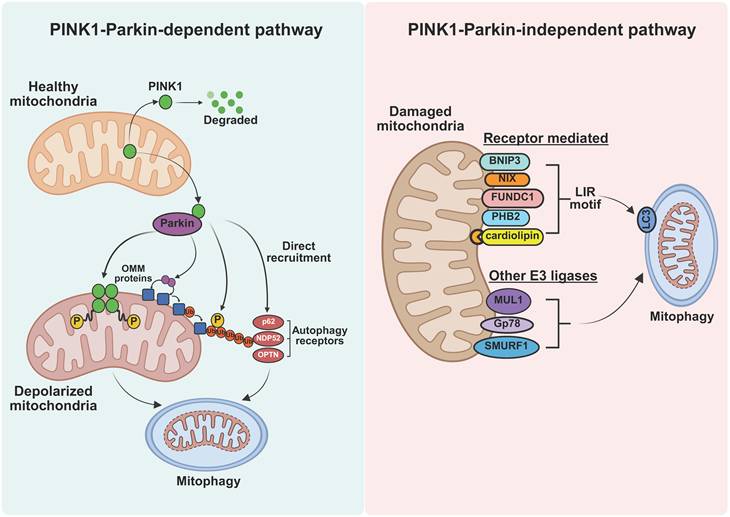 Int J Biol Sci Image