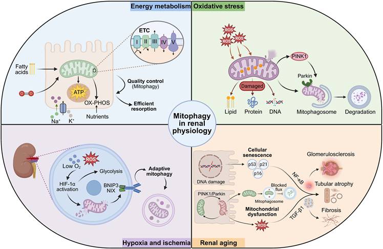 Int J Biol Sci Image