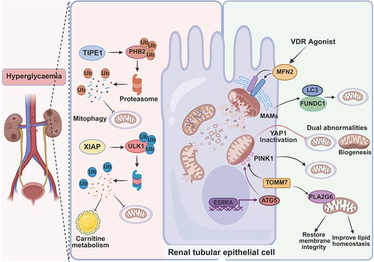Int J Biol Sci Image