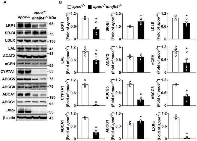 Int J Biol Sci Image