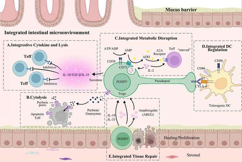 Int J Biol Sci Image