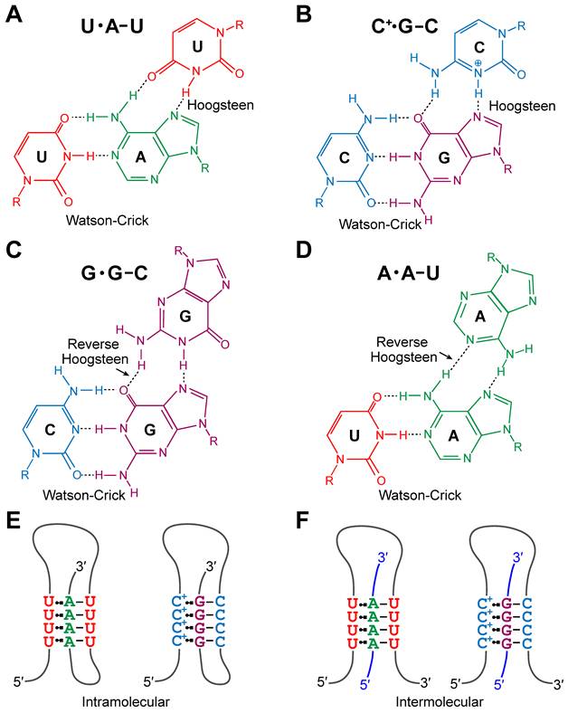 Int J Biol Sci Image