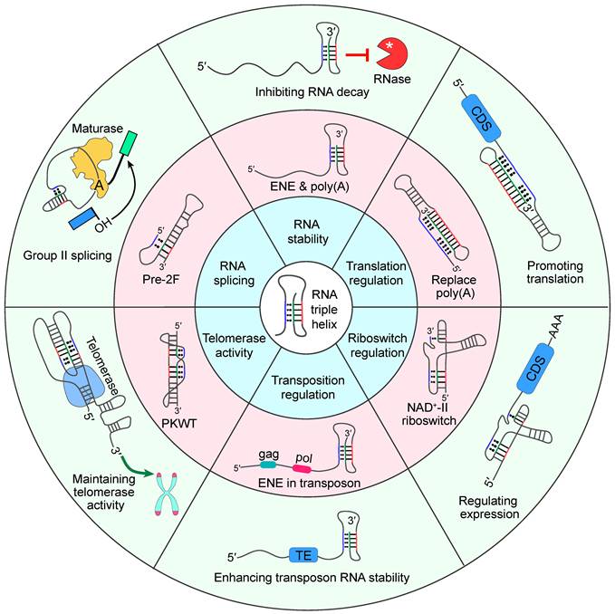 Int J Biol Sci Image