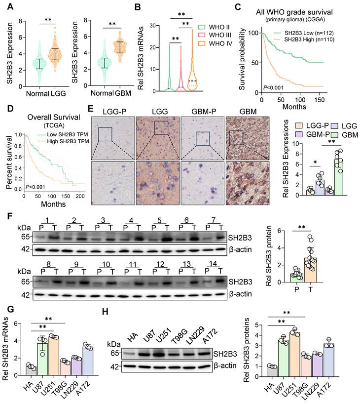 Int J Biol Sci Image