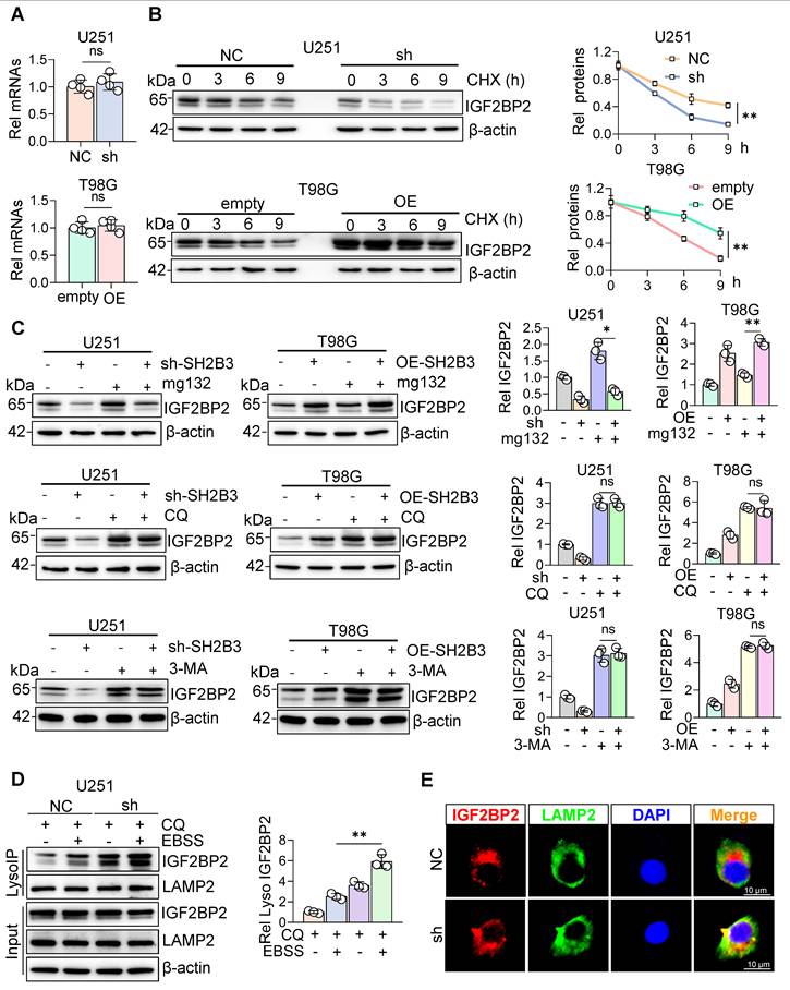 Int J Biol Sci Image