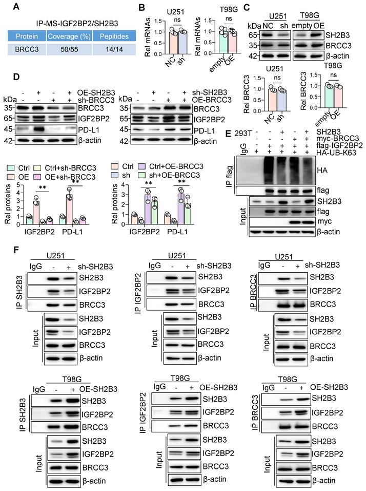 Int J Biol Sci Image