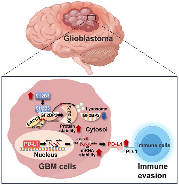 Int J Biol Sci Image