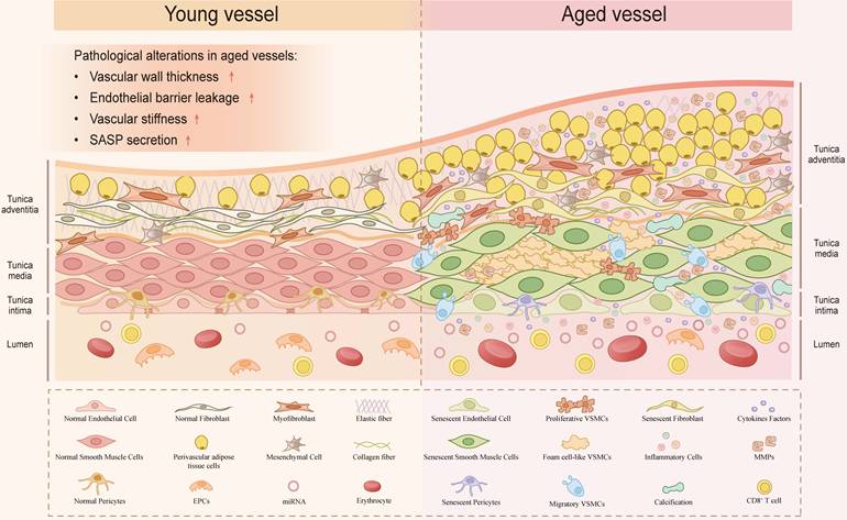 Int J Biol Sci Image