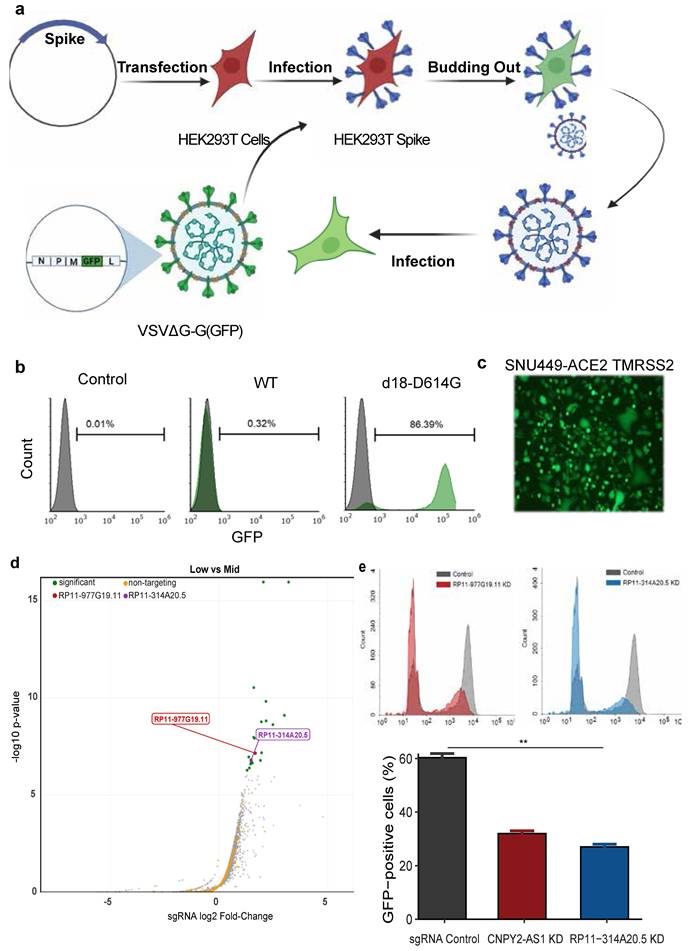 Int J Biol Sci Image