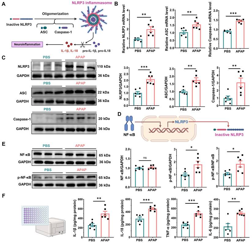 Int J Biol Sci Image