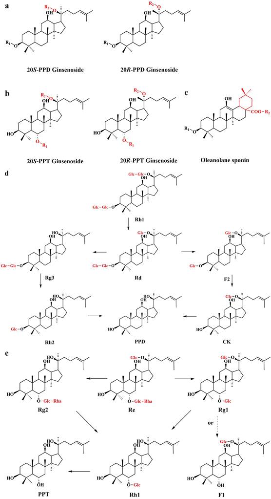 Int J Biol Sci Image