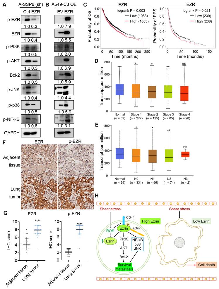 Int J Biol Sci Image