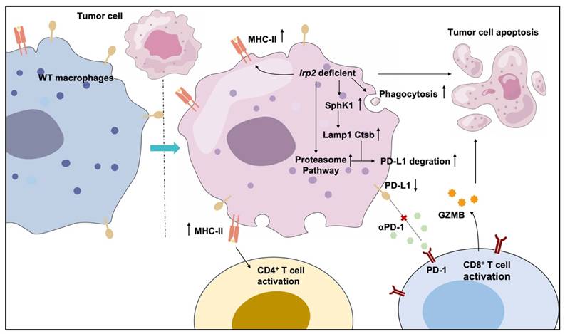 Int J Biol Sci Image
