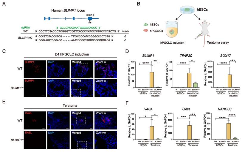 Int J Biol Sci Image