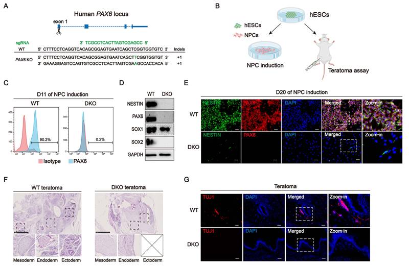Int J Biol Sci Image
