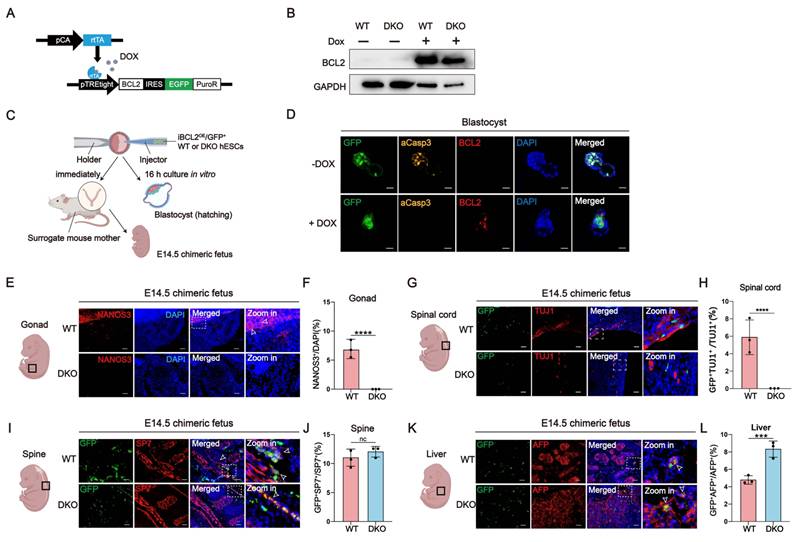 Int J Biol Sci Image