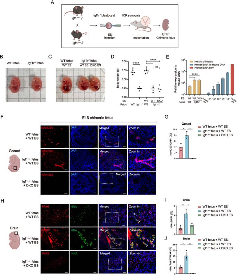 Int J Biol Sci Image