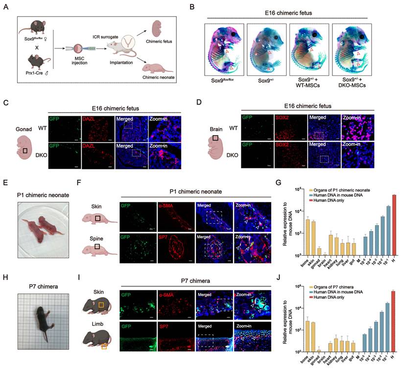 Int J Biol Sci Image