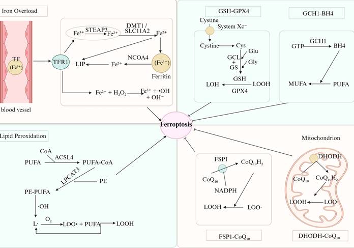 Int J Biol Sci Image