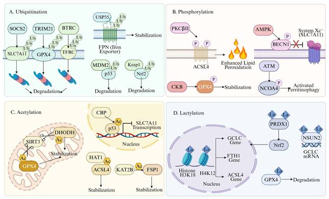Int J Biol Sci Image