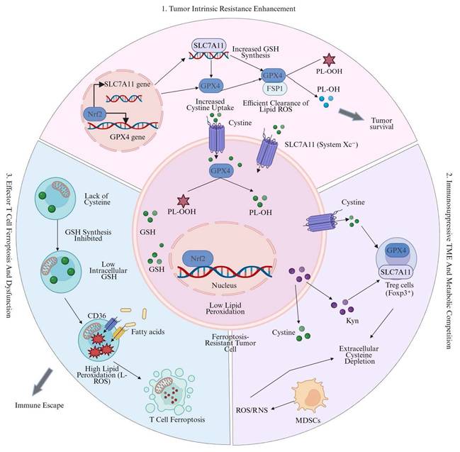 Int J Biol Sci Image