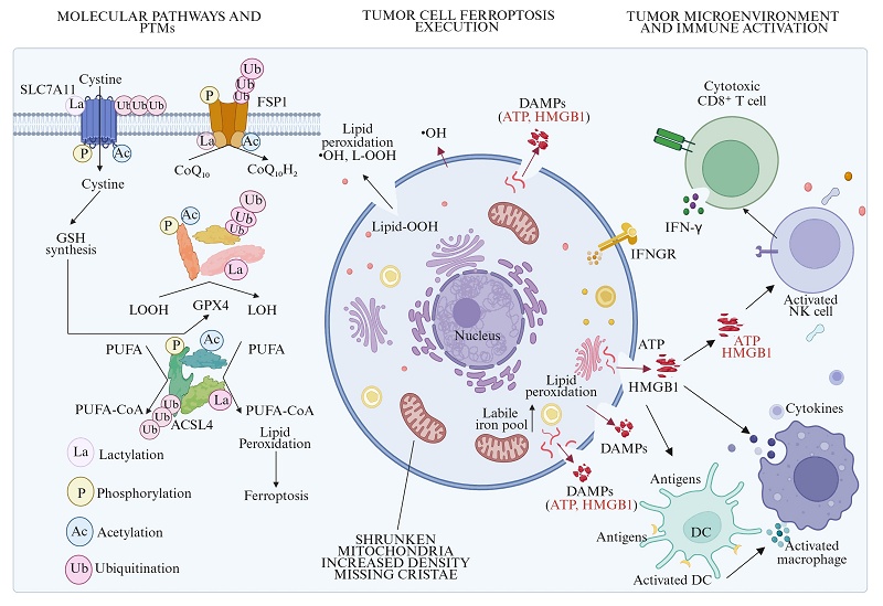 ac glutathione k117 Protein Post-Translational Modifications in the Regulation of Ferroptosis: New Opportunities and Challenges for Cancer Immunotherapy Size:4 Fluid Ounce