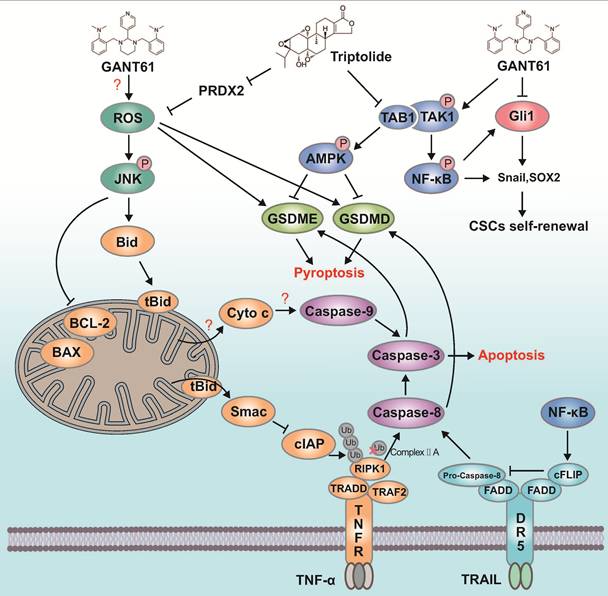 Int J Biol Sci Image