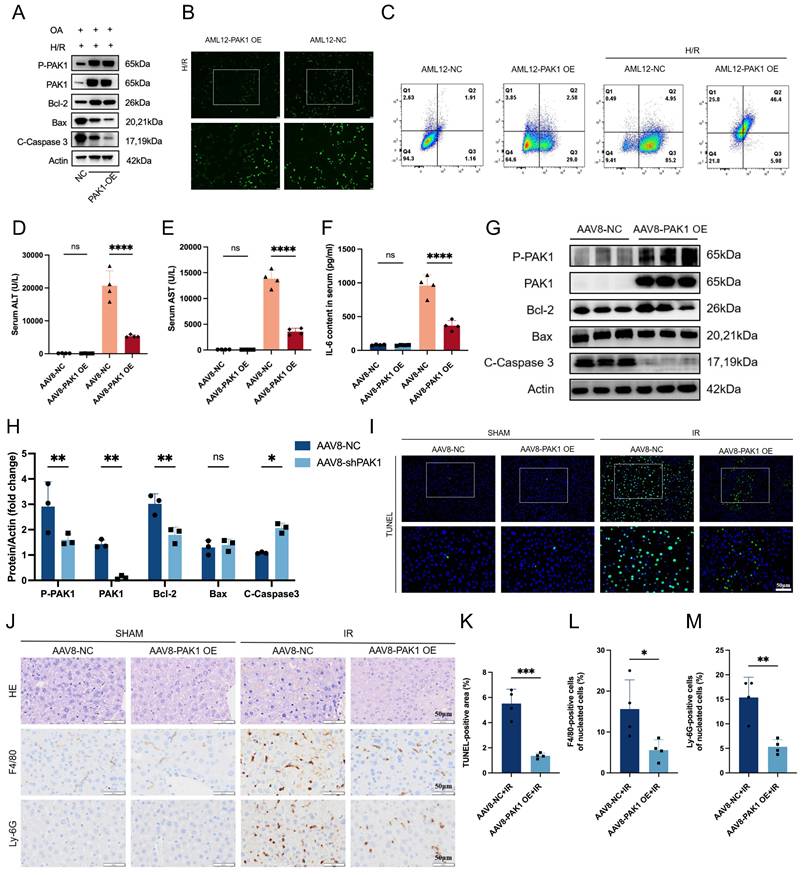 Int J Biol Sci Image