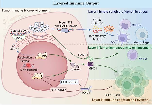 Int J Biol Sci Image