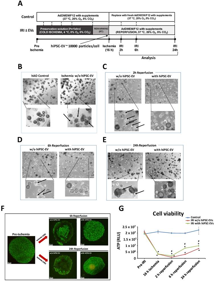 Int J Biol Sci Image