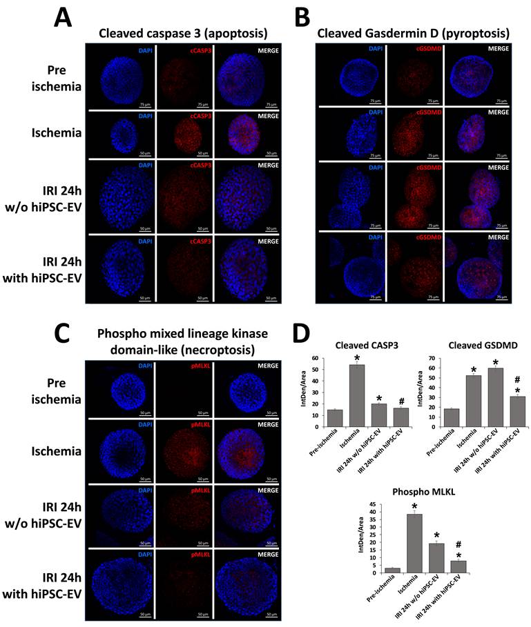 Int J Biol Sci Image