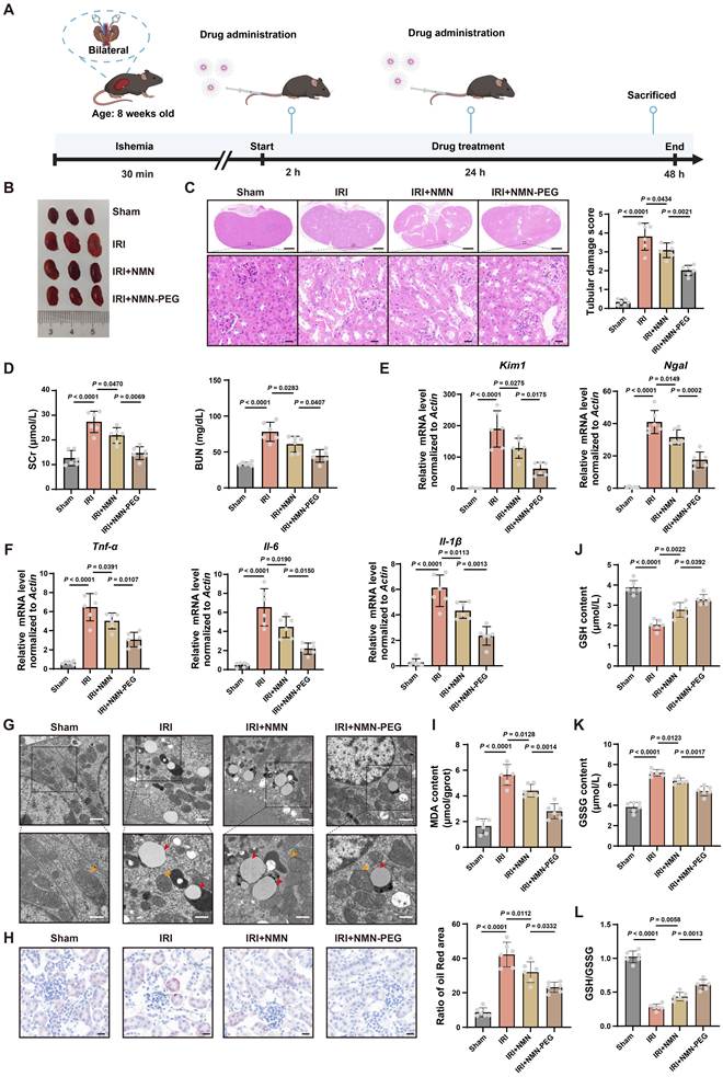 Int J Biol Sci Image