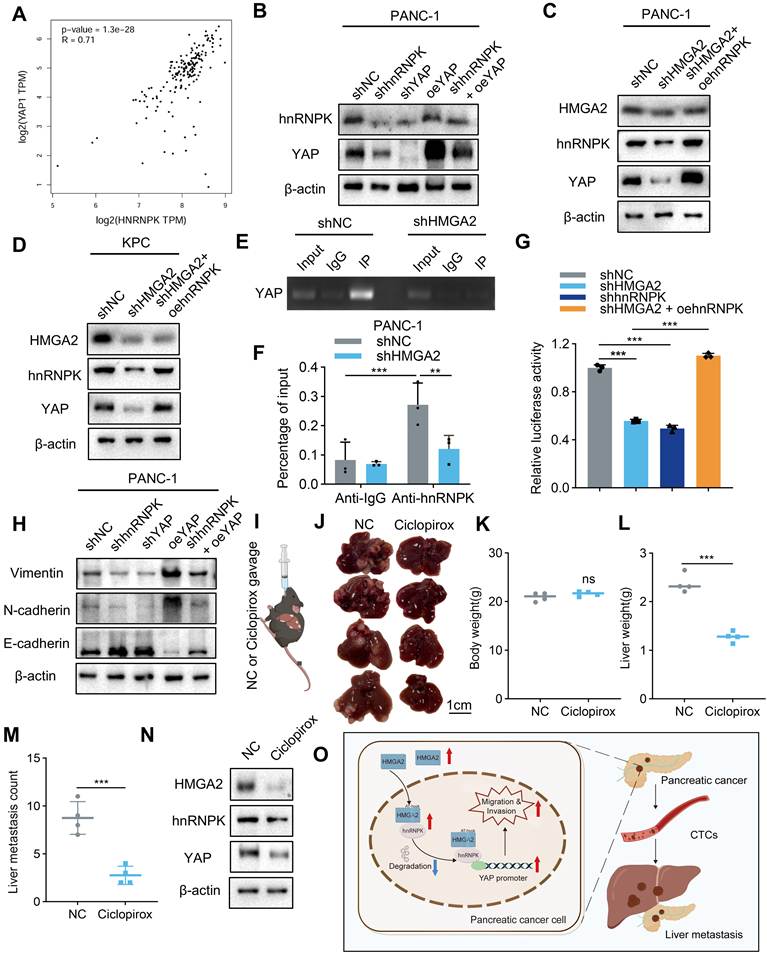 Int J Biol Sci Image