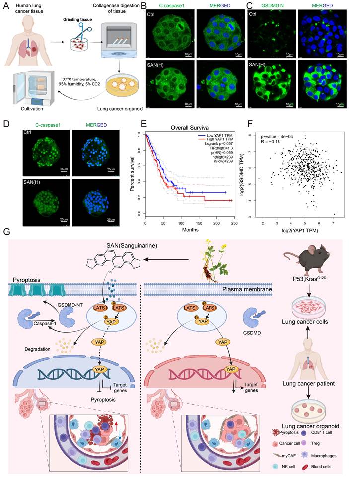 Int J Biol Sci Image