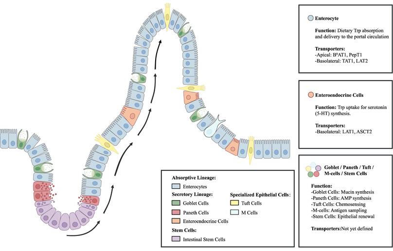 Int J Biol Sci Image