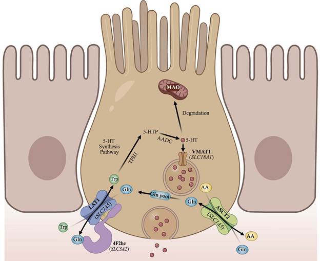 Int J Biol Sci Image