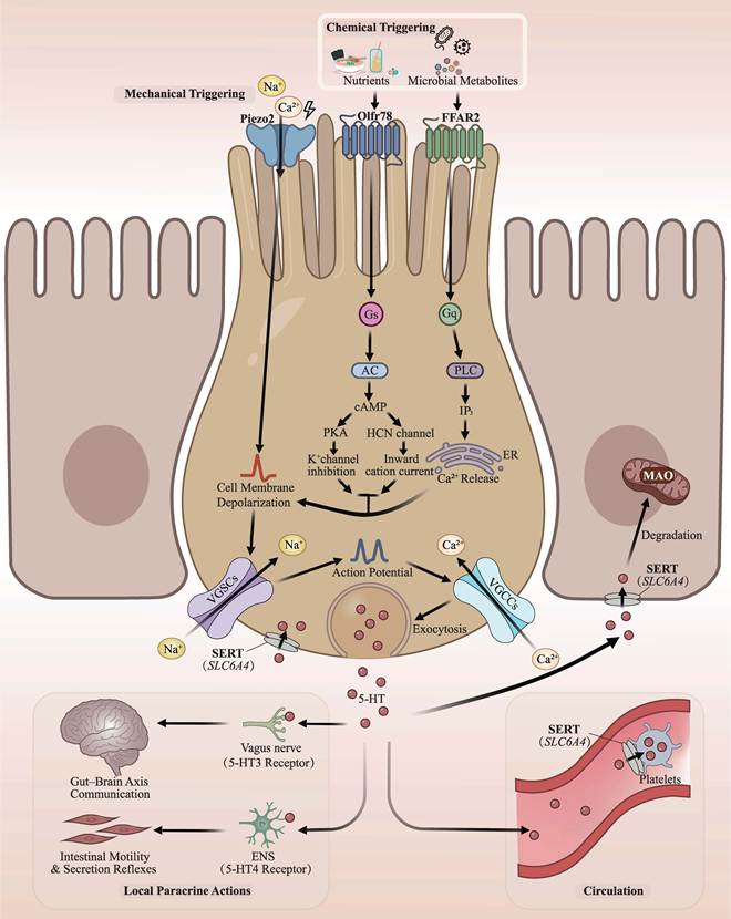 Int J Biol Sci Image
