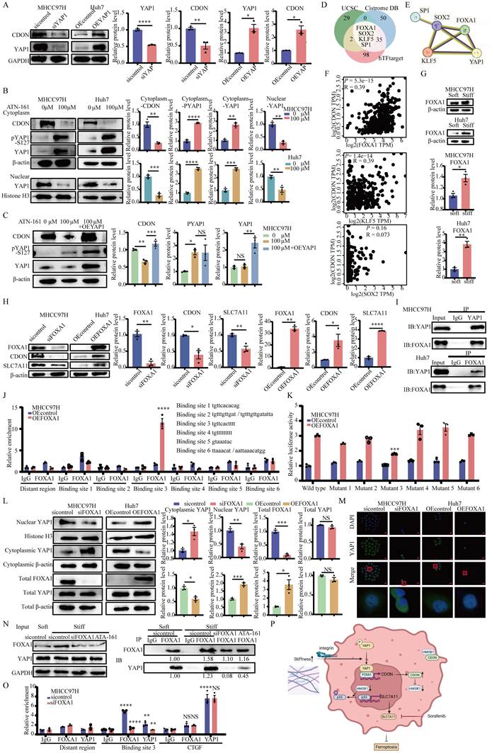 Int J Biol Sci Image